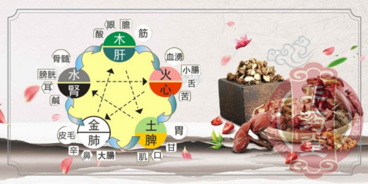 黄帝内经》“五果为助”系指李、杏、枣、桃、栗等水果和坚果,它们分别对应五味的酸、苦、甘、辛、咸;对应五行的木、火、土、金、水 ;对应五脏的肝、心、脾、肺、肾。