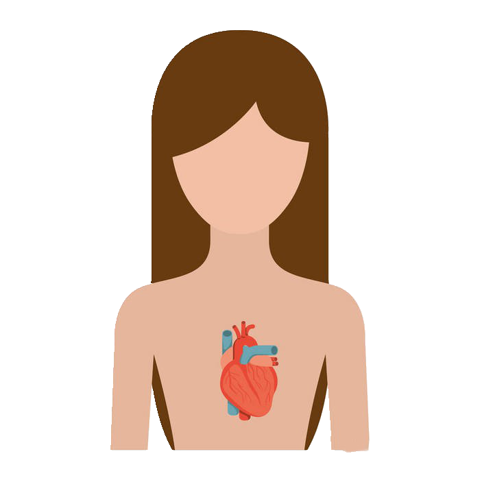 女性和男性的区别,女性免疫系统,女性心脏系统