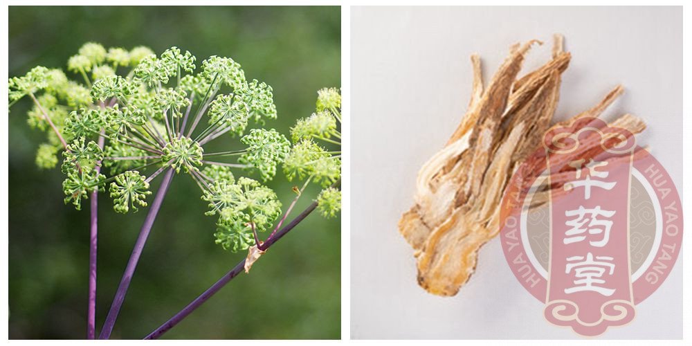 当归别名干归、补血草、马尾归是属伞形科的一种多年生草本植物,它的根被用来制作中药材
