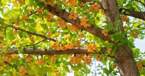 银杏的种子称为银杏果或白果，银杏的叶子称为蒲扇，都有药用价值。（图片 来源：pixabay）